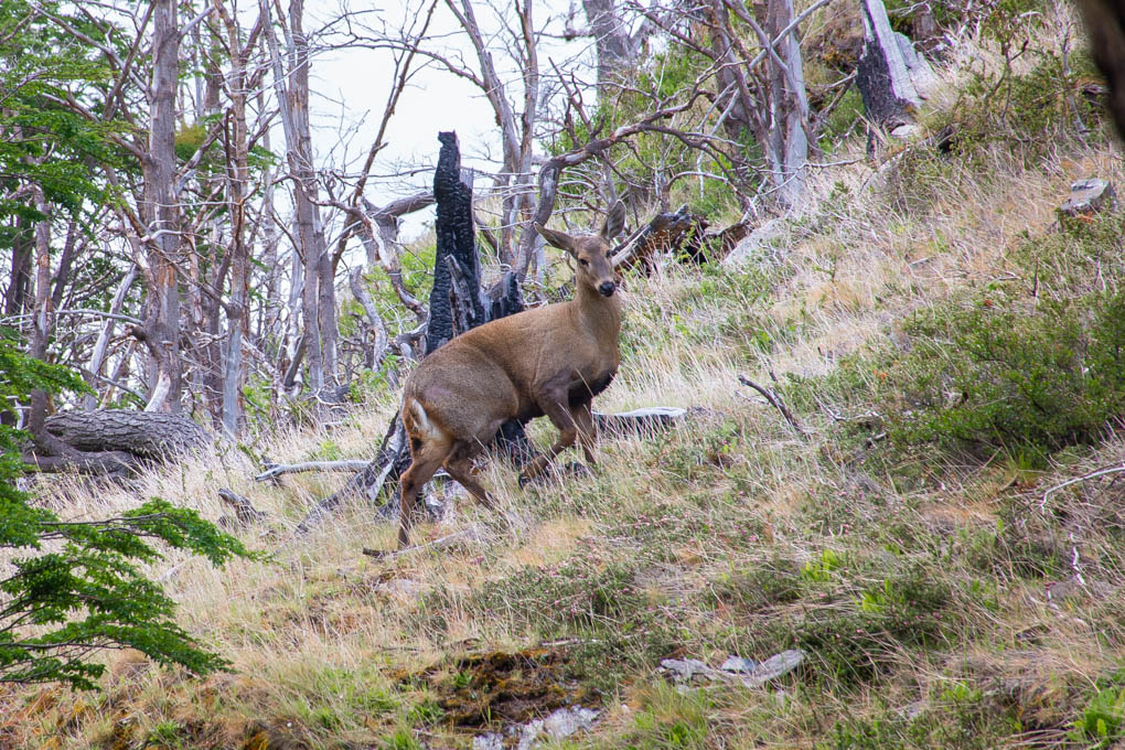 Huemel in Torres del Paine NP