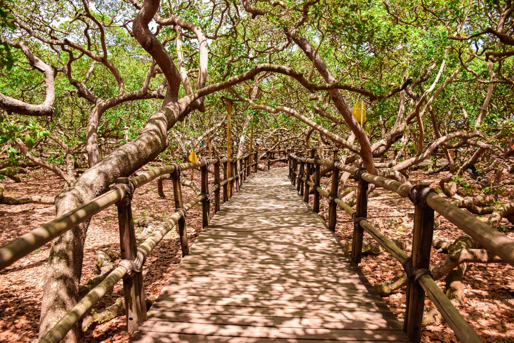 Walking among Cajueiro de Pirangi near Pipa, Brazil