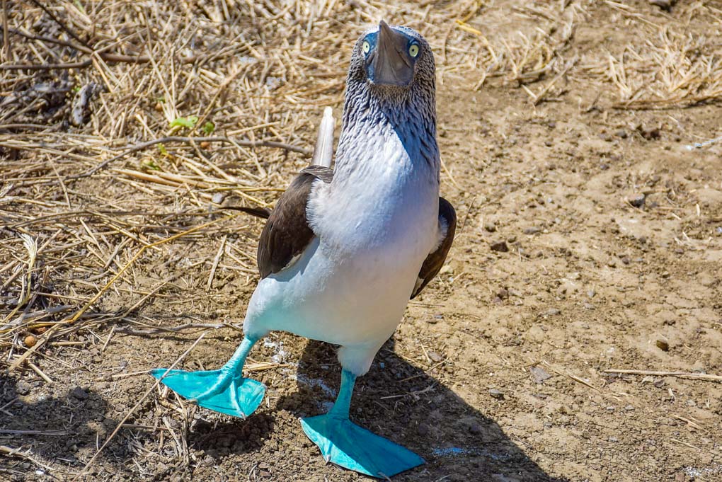 A Blue-footed Booby on Isla de la Plata aka Poor Mans Galapagos in Ecuador