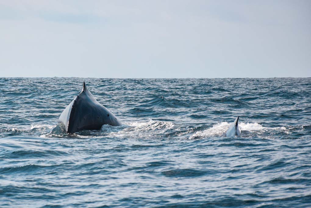 An adult and baby whale breach near Isla de la Plata, Ecuador
