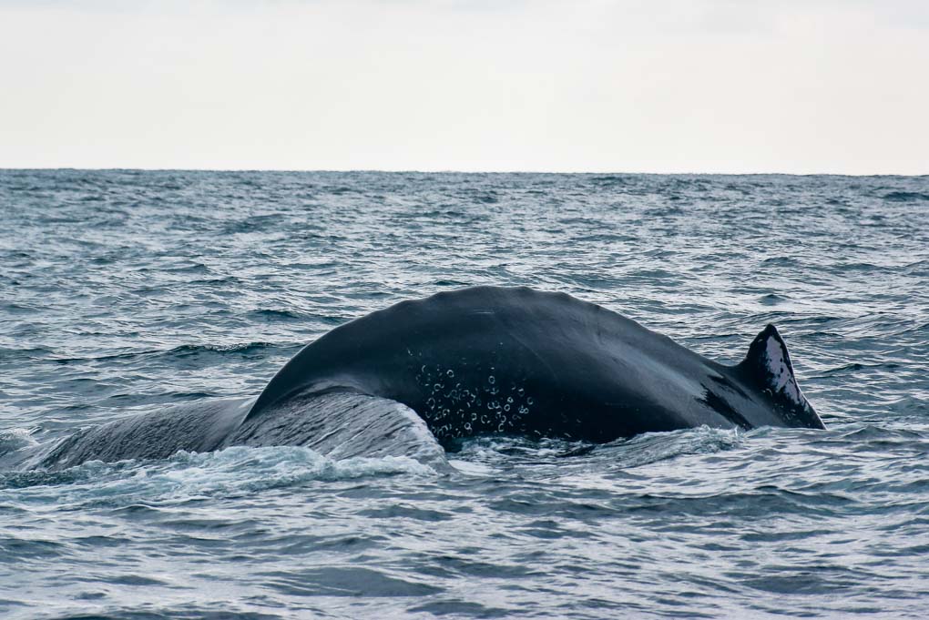A whale breaches off the coast of Isla de la Plata, Ecuador