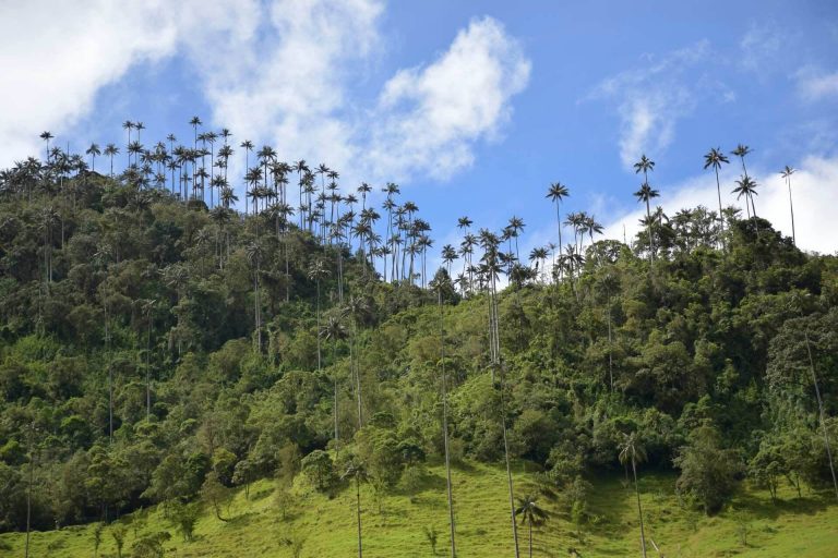 get to cocora valley