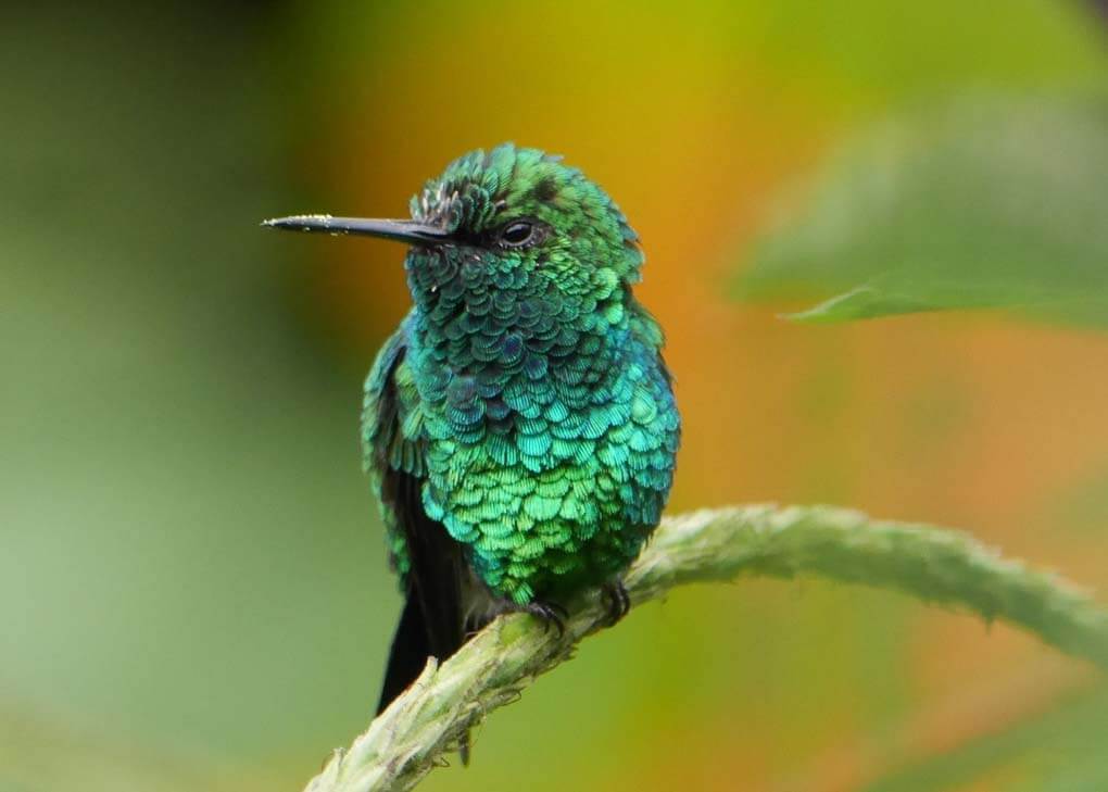 A hummingbird at Mindo Nambillo Cloud Forest Reserve, Ecuador