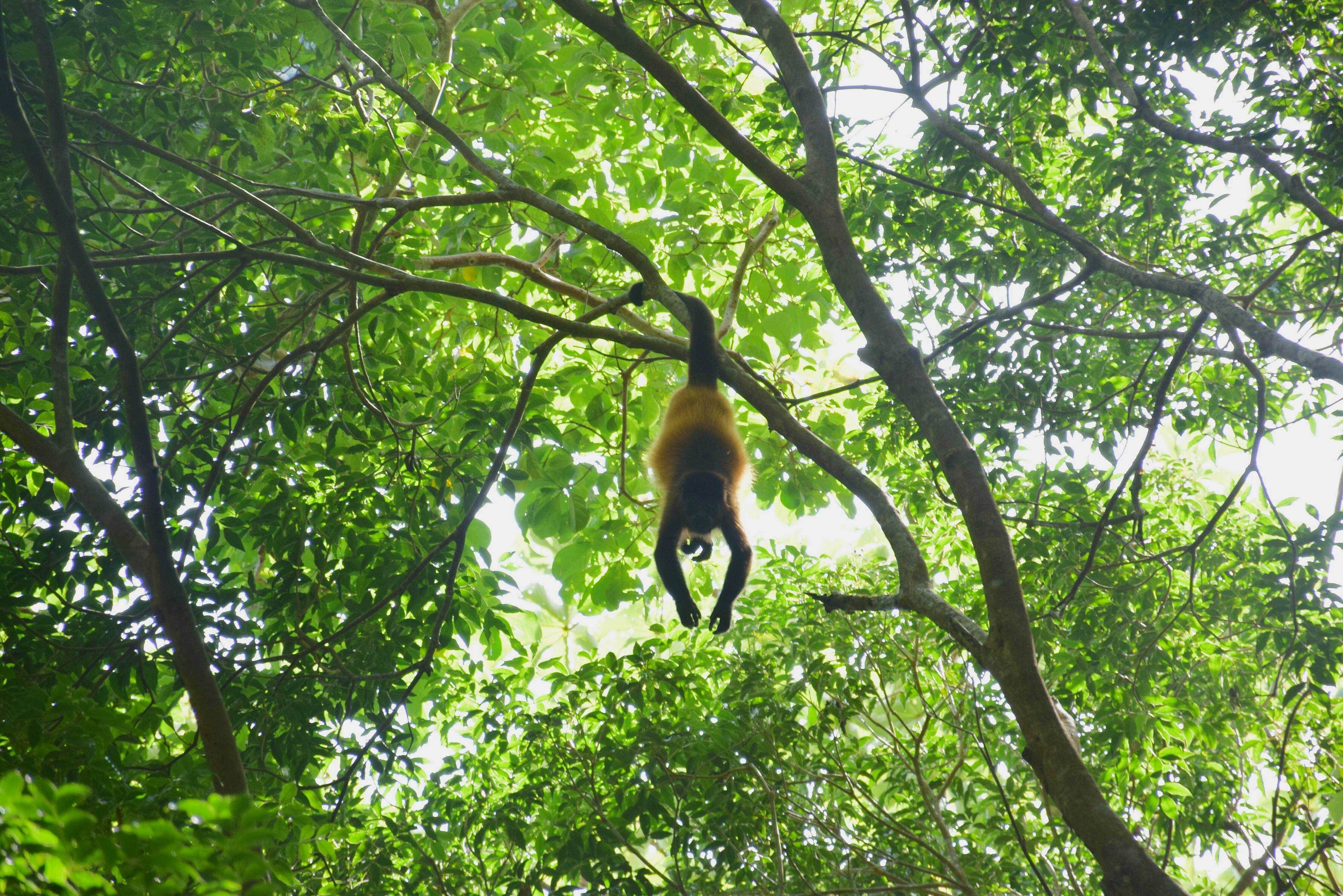 Monkeys playing on Ometepe island