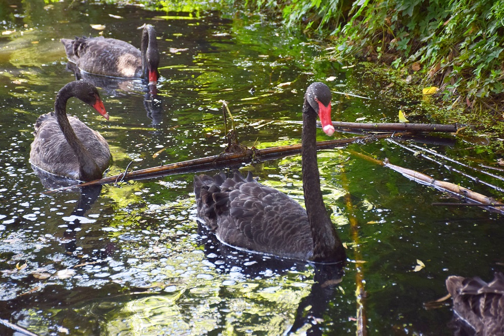 The blacks swans at the secret garden