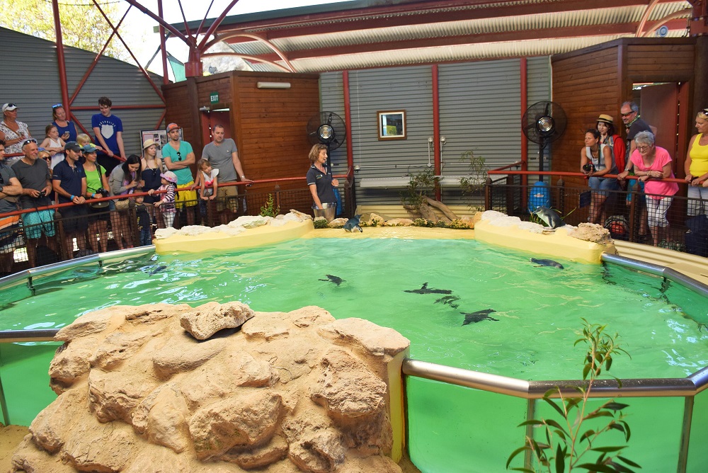 Penguin Feeding time on Penguin Island, Perth