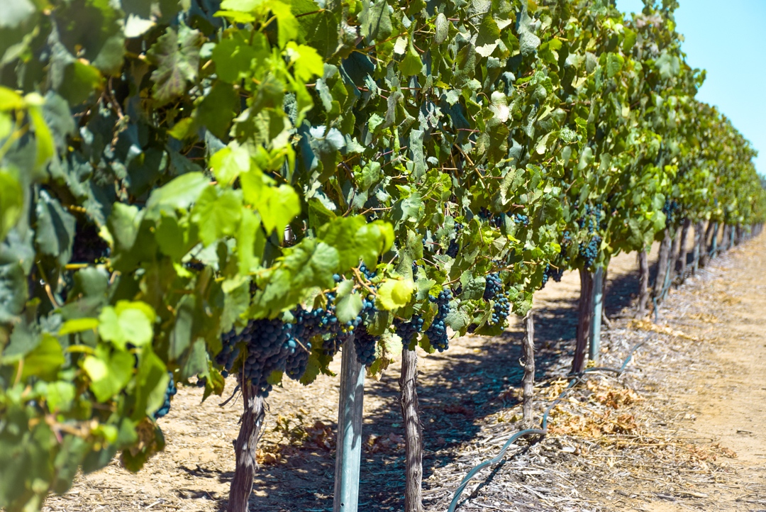 Drink wines on one of our day trips from Perth