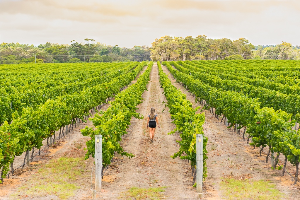 Visiting a winery on a day trips from Perth