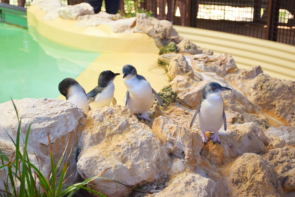 Penguin Island is one of the best day trips from Perth