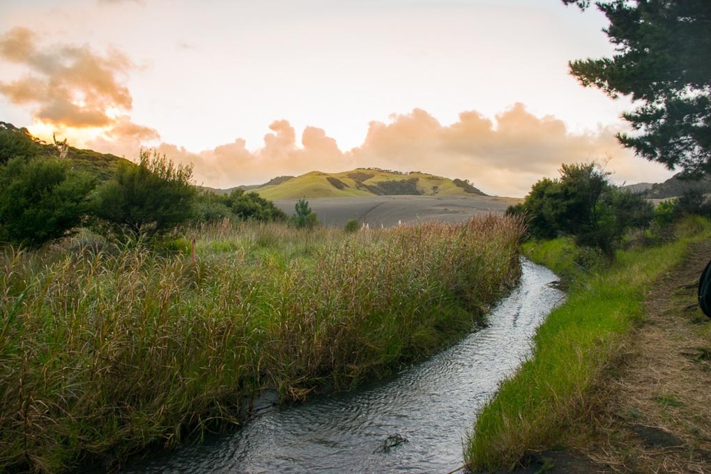Bethells beach sand dunes