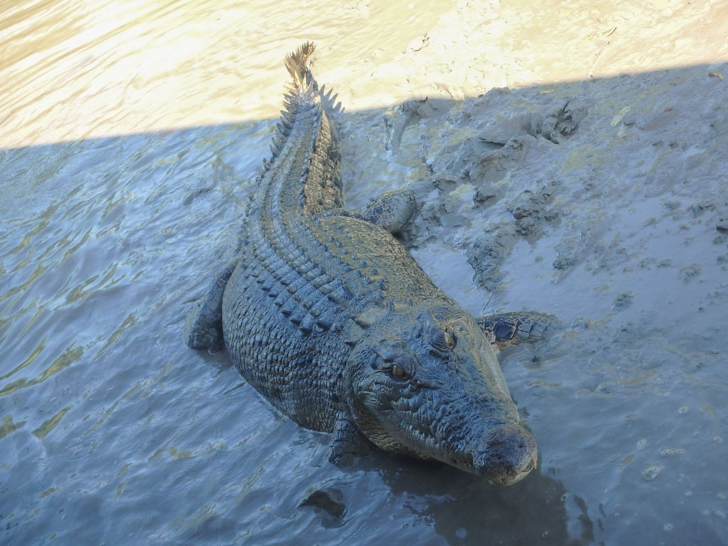 In the shallow waters of the Adelaide River