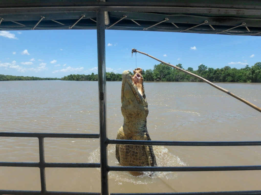 Adelaide River Jumping Crocs in Darwin, Australia