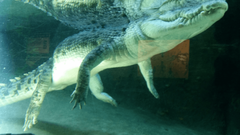 a salwater crocodile inside a tank at crocosaurus cove in darwin