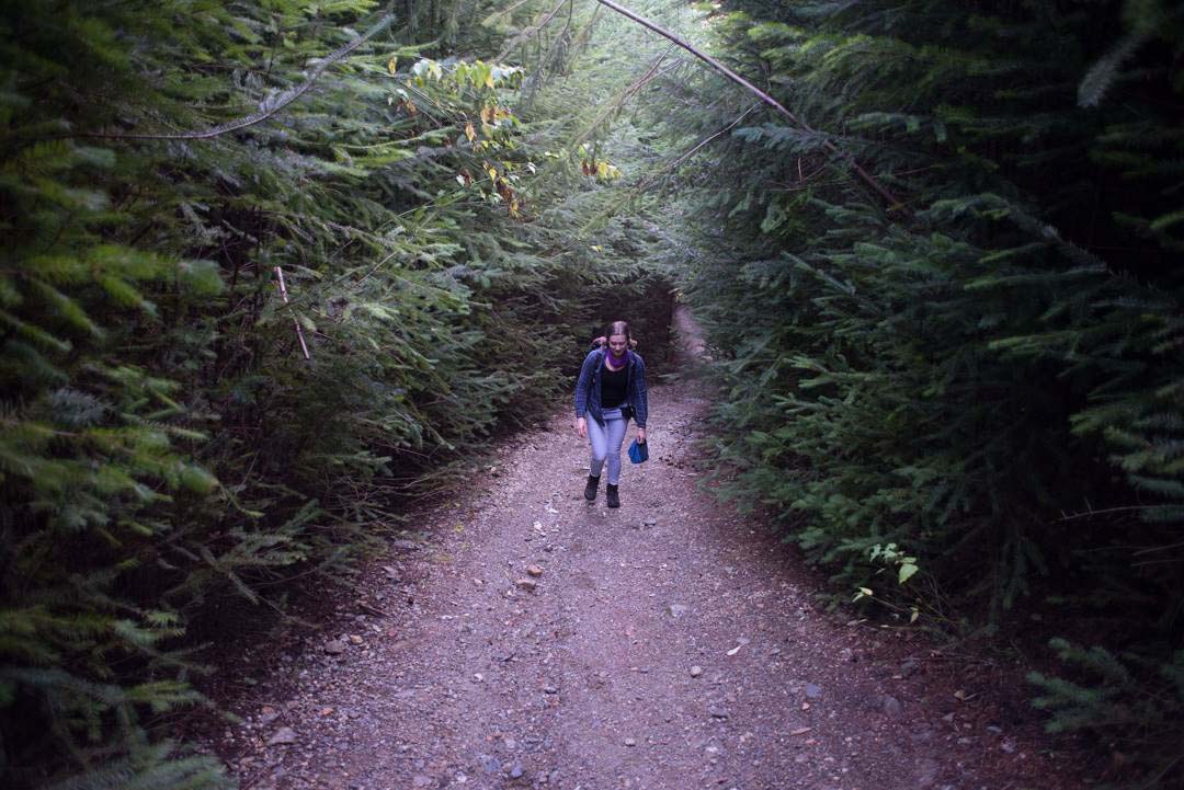 The lower pine forrest areas of the Fernhill Loop