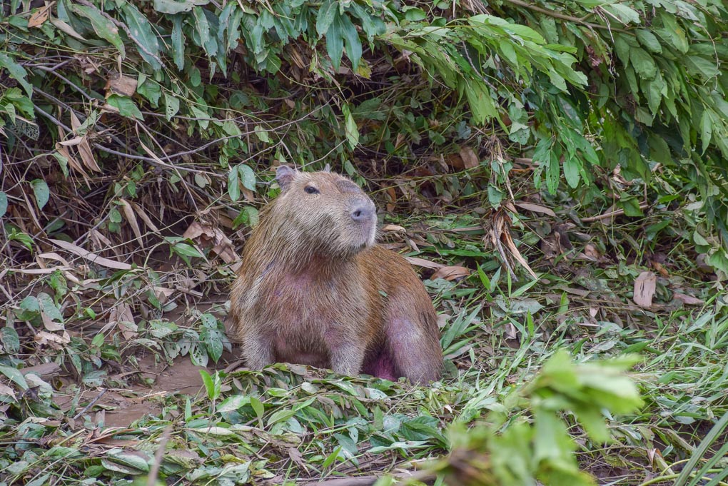 A Capybara sits on the shores on an Amazon River near Puerto Maldonado