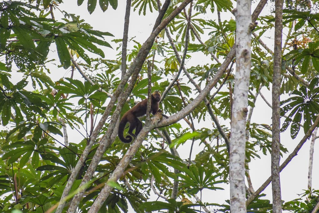 A Howler monkey near our camp in Puerto Maldonado Amazon