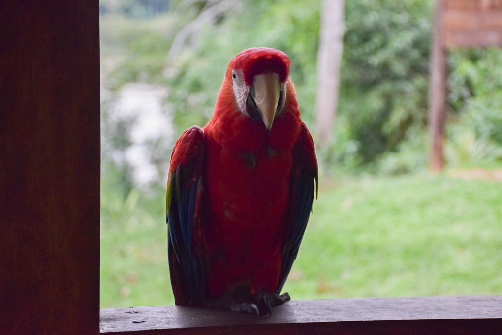 This was the pet Macaw at the eco-lodge we stayed at in the Amazon jungle!