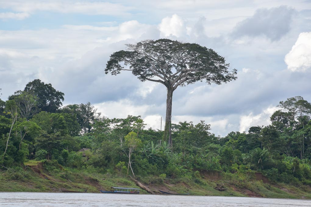 A lone tree in the Amazon Rainforrest near Puerto Maldonado