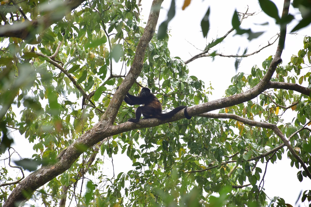 monkeys in puerto maldonado monkey island
