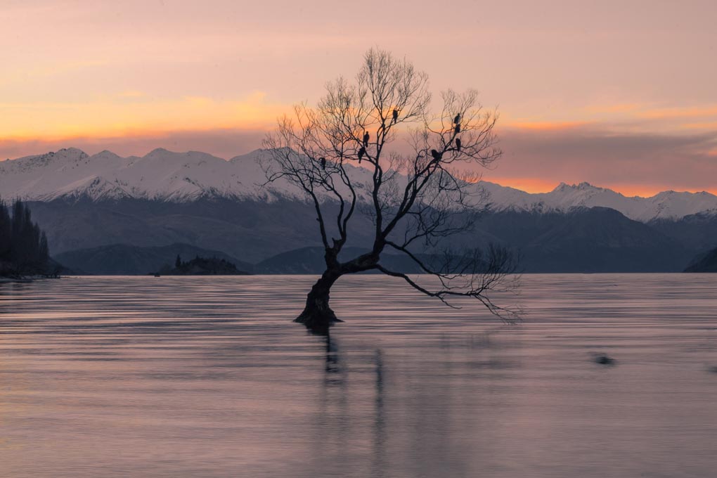 The Wanaka Tree after sunset