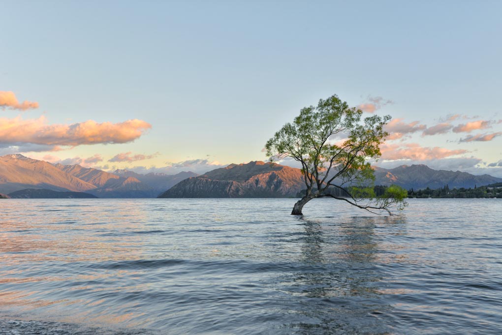 The Wanaka Tree in Wanaka, New Zealand at sunset