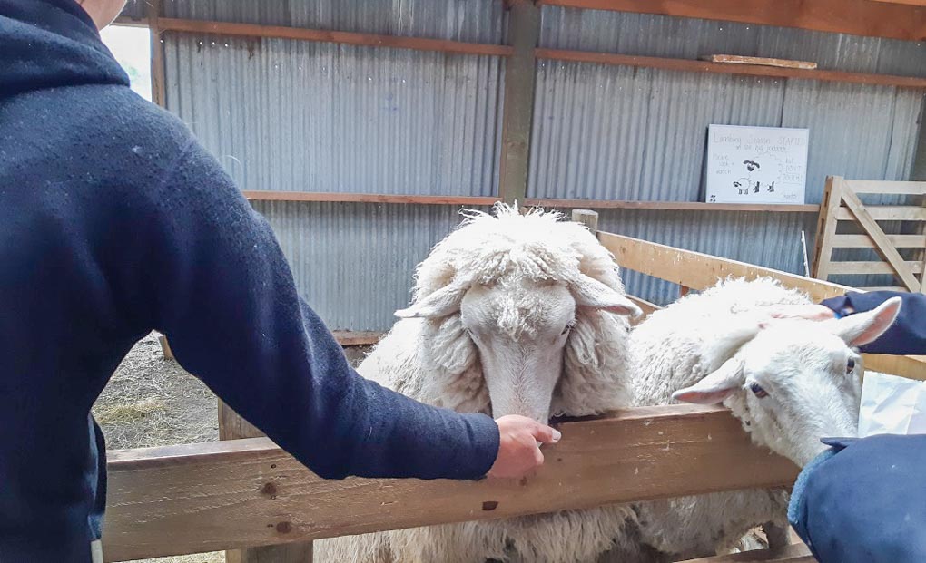 Feeding sheep at the Glenorchy Animal Experience