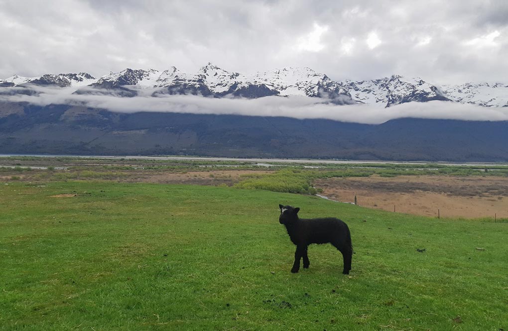 A black baby lamb at the Glenorchy Animal Experience 