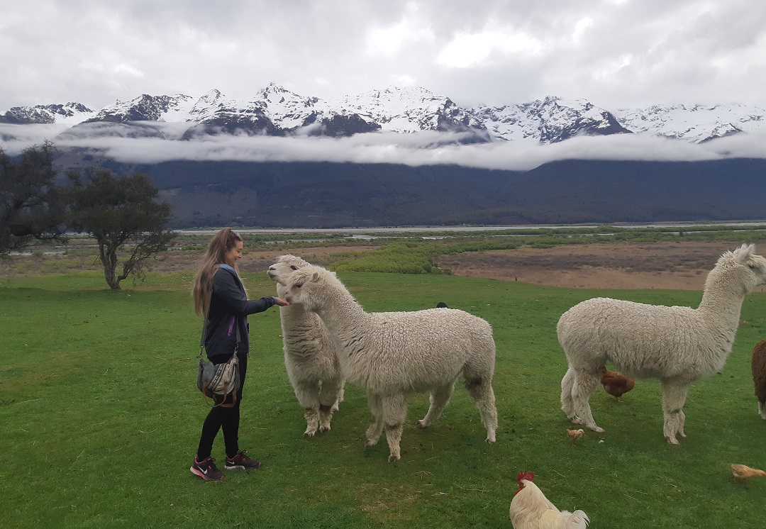 feeding animals on the glenorchy animal experience
