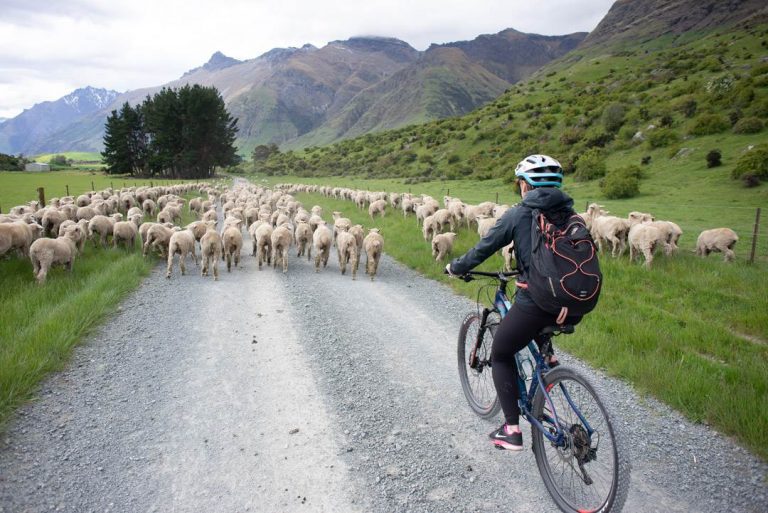 Ridng the station to station bike ride queenstown will all the sheep