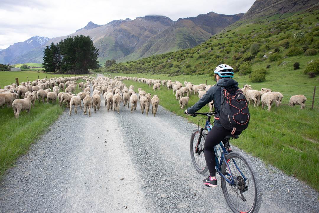 Ridng the station to station bike ride queenstown will all the sheep