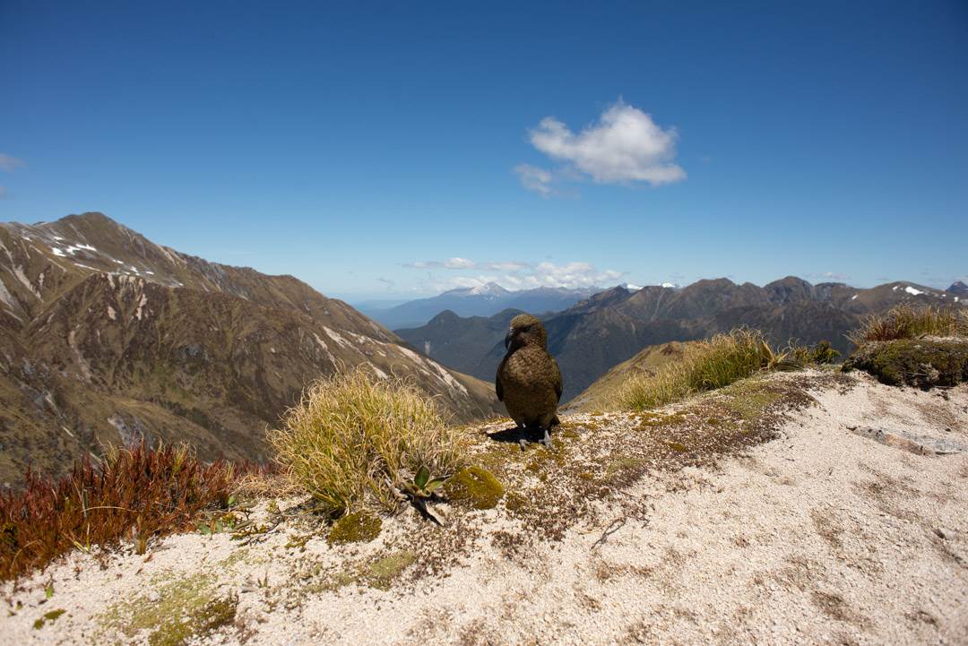 kias on the kepler track