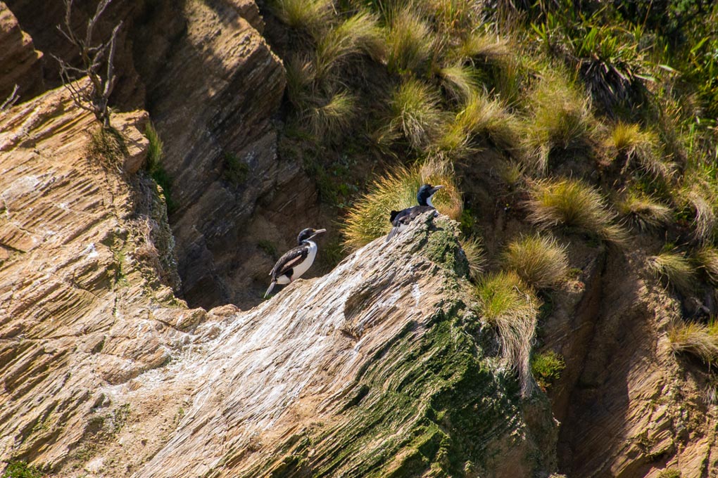 Two birds sit on a rock in the Marlborough Sounds