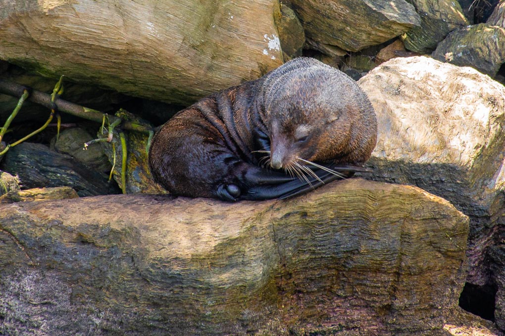 A New Zealand Fur Seal sleeps on a rock in the Marlborough Sounds, New Zealand