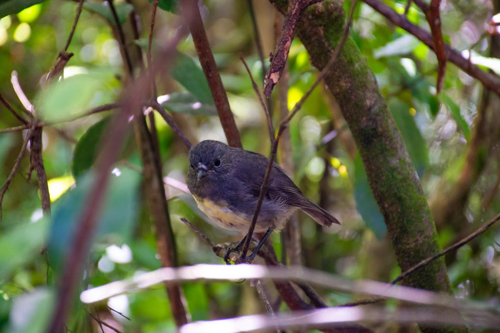 A Robin on Motuara Island, Marlborough Sounds, NZ