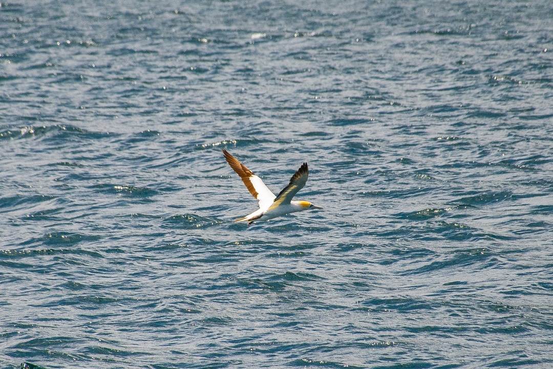Australasian Gannet fly's through the Marlborough Sounds