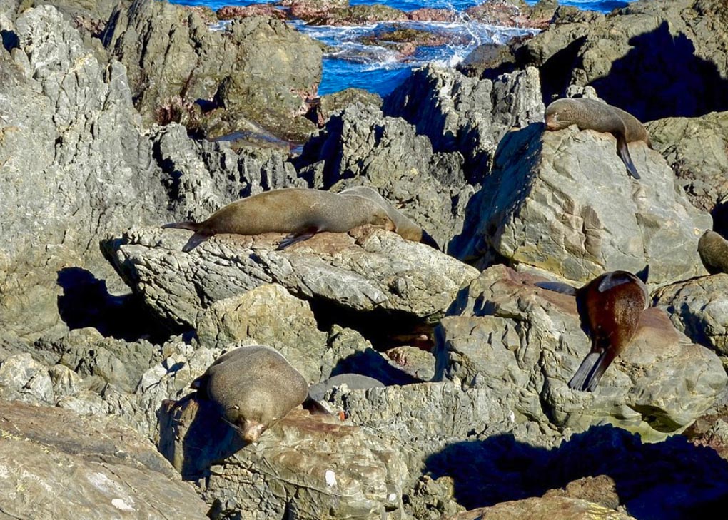 New Zealand Fur Seals at the Red Rocks Walk, Wellington