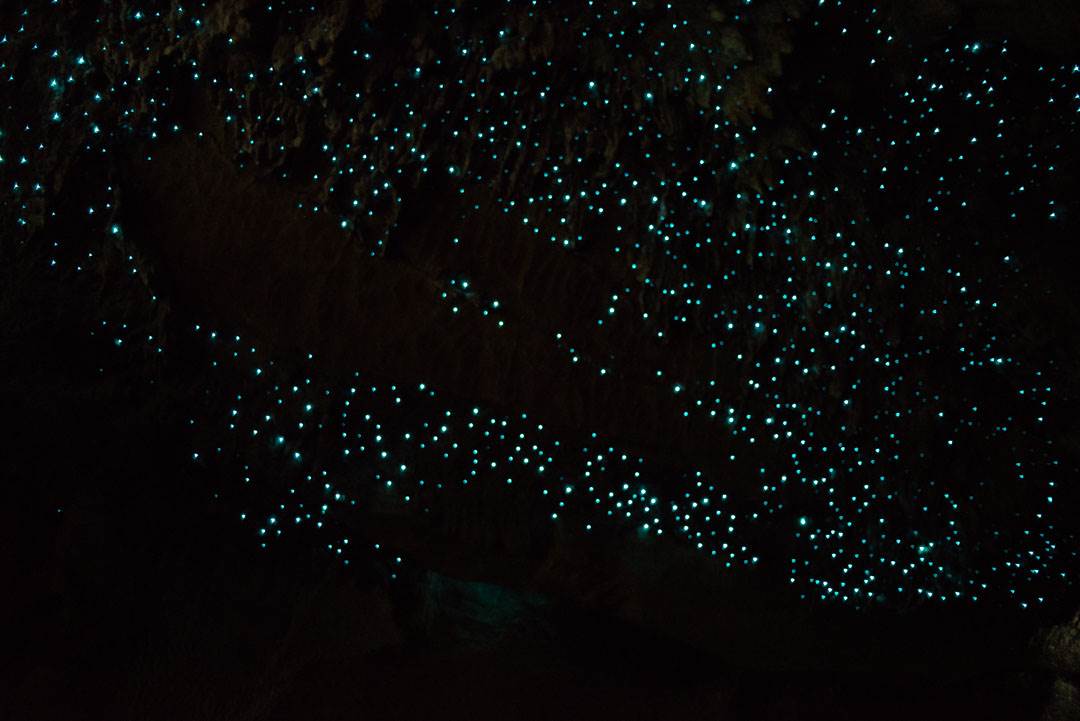 Thousands of glow worms in the Waipu Caves