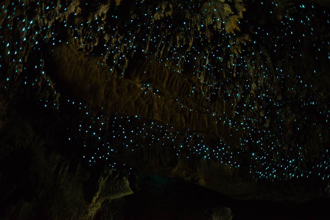 Visiting a glow worm cave is one fo the most unique things to do in New Zealand