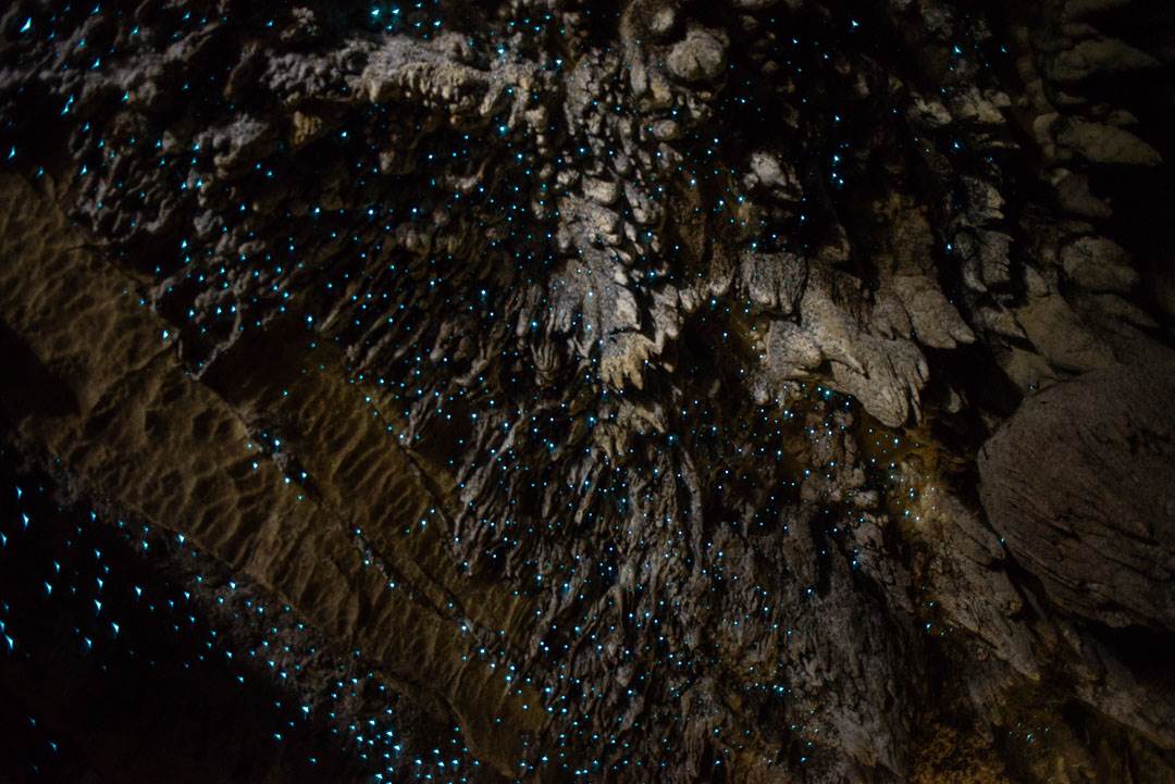 Glow worms on a New Zealand road tripNew Zealand
