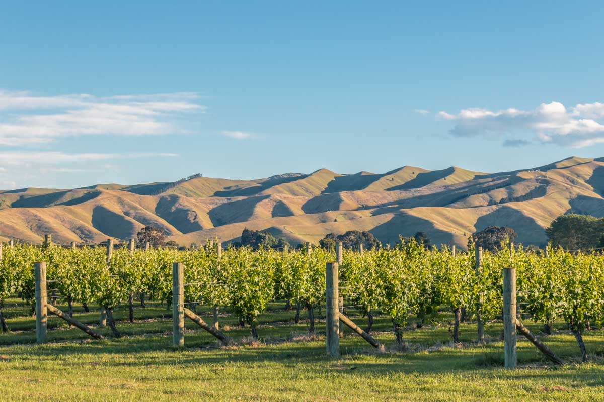 the wineries near the Marlborough Sound with mountains in the background