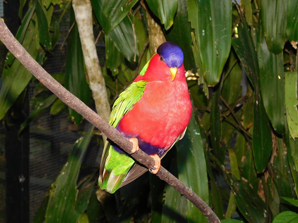 kula eco adventure park in Fiji