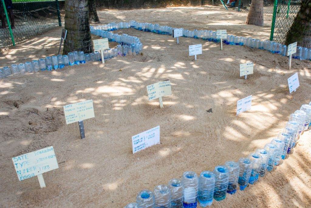 turtle hatchery Mirissa, Sri Lanka