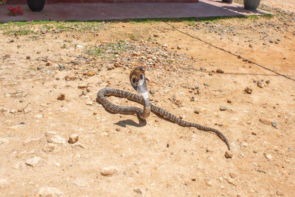 cobra at the snake farm in mirissa sri lanka