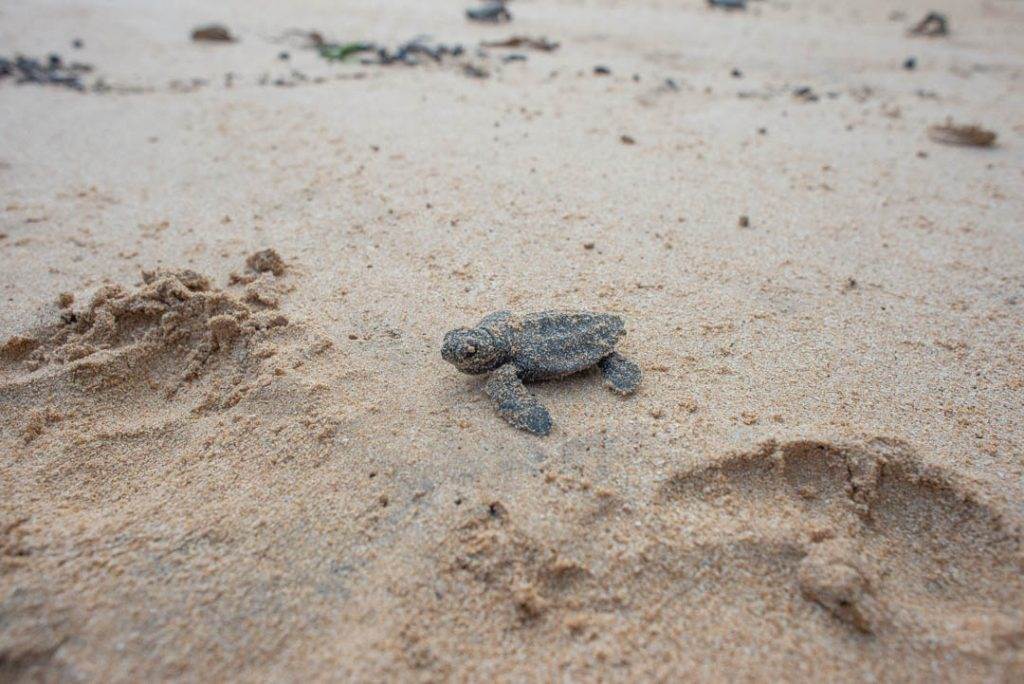 Watching turtles hatch on the beach in Mirissa