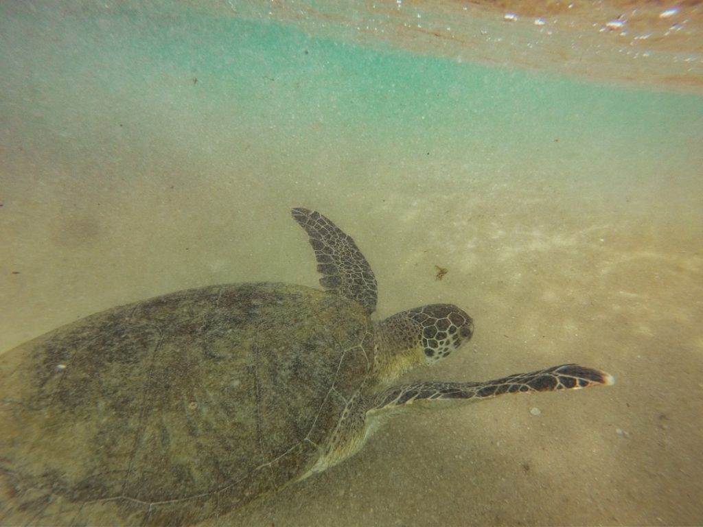 swimming with the turtles in hikkaduwa