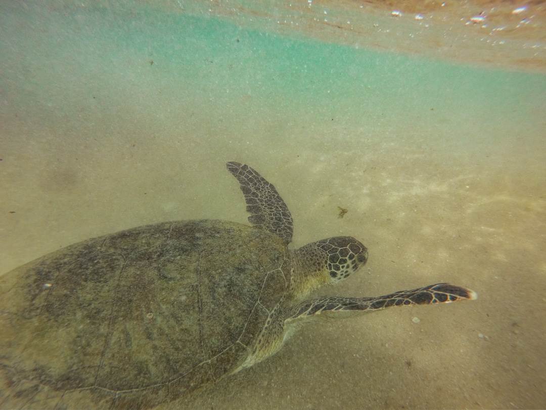 sea turtle in mancora peru