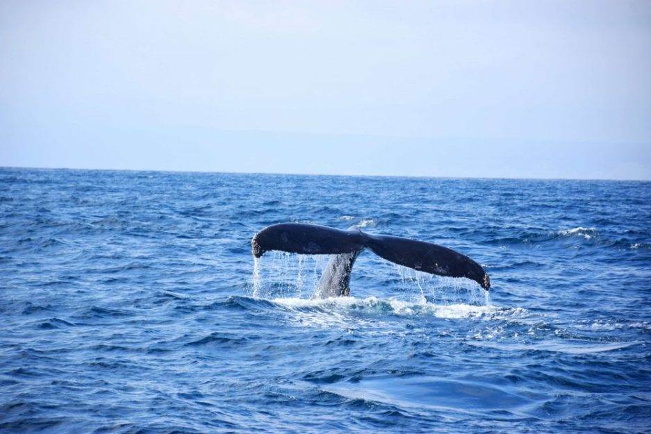Watching whales from the shores of Puerto Madryn