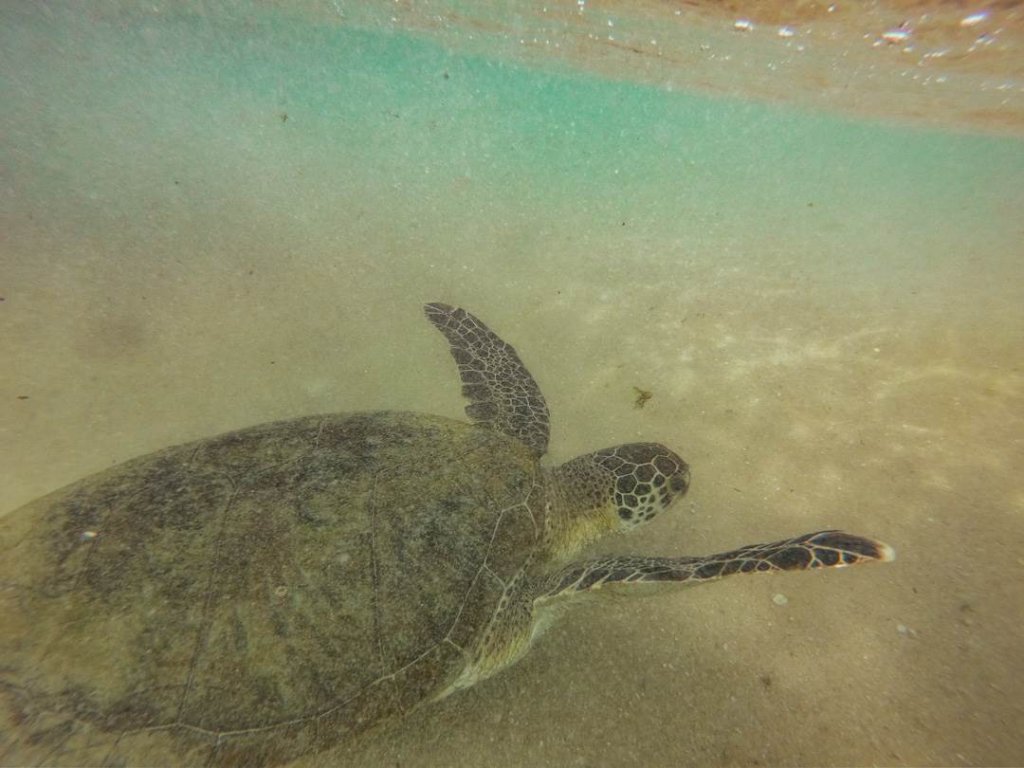 sea turtle in Hikkaduwa, Sri Lanka