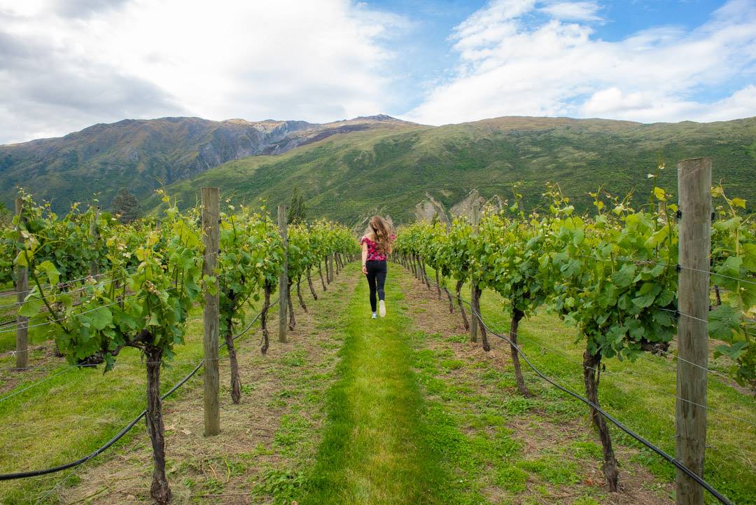 Bailey running through the vines at the Gibbston Valley winery in New Zealand