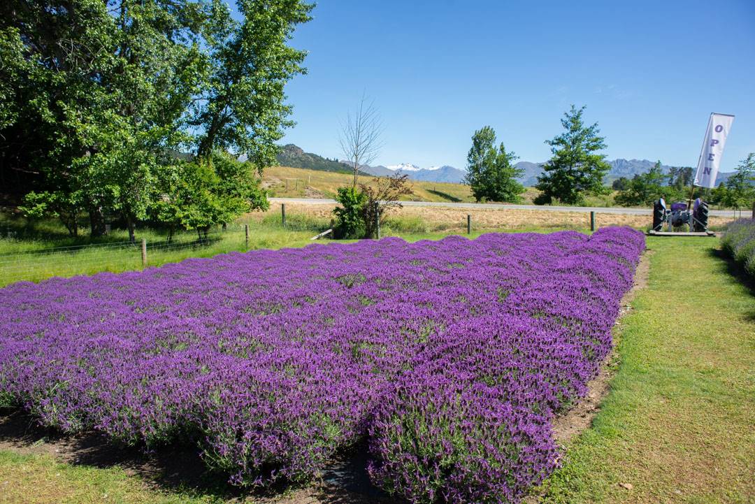 wanaka lavender farm cost